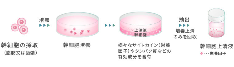 幹細胞上清液についての画像