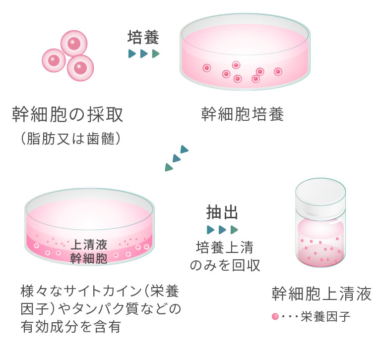 幹細胞上清液についての画像