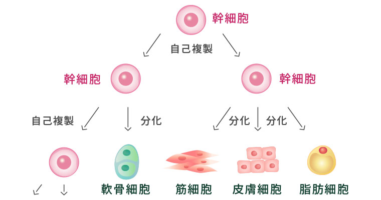 幹細胞（かんさいぼう）とは？