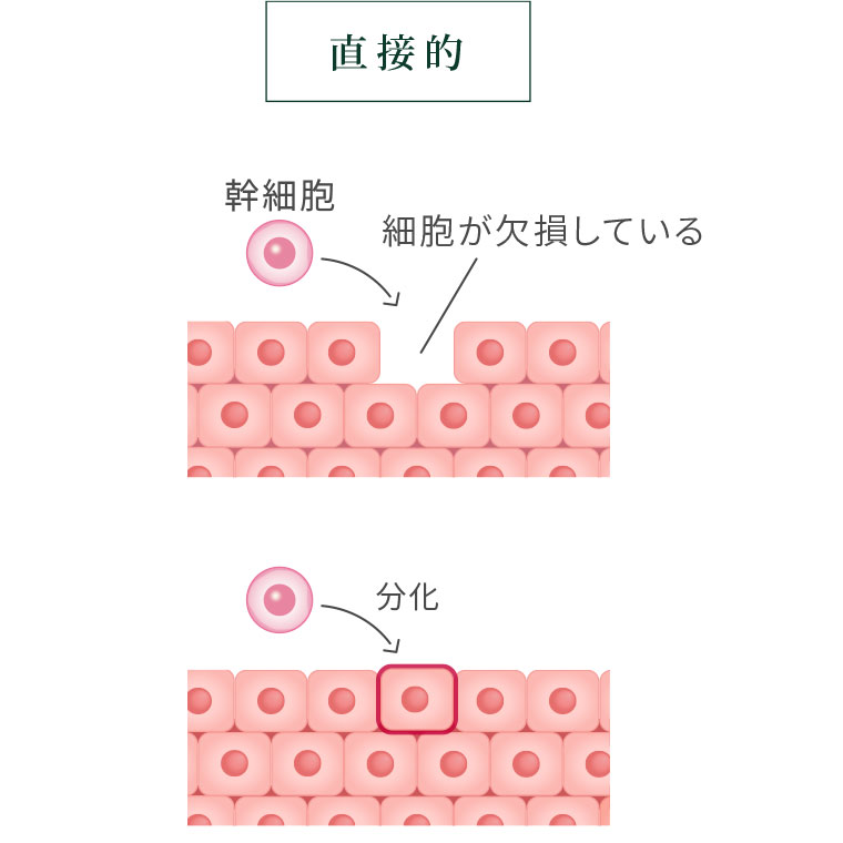 幹細胞が直接的に働きかけるイメージ