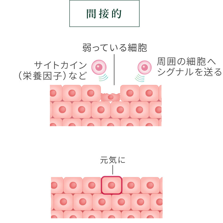 幹細胞が間接的に働きかけるイメージ